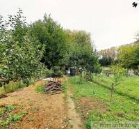 The garden of the family house in Ľudovítová with fruit trees and a pile of wood.