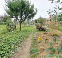 A garden in a family house in Ľudovítová with fruit trees and a stack of wood.