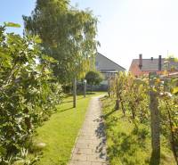 The garden of a family house in Hegyeshalom with a lawn, grapevines, and a pathway.