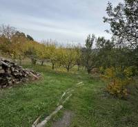 A garden by the cottage in Dolné Rykynčice with fruit trees and a pile of wood.