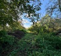 A garden at a family house in Ludanice, surrounded by dense greenery and trees.