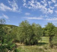 Greenery in Hollóháza, surrounded by trees and a blue sky.