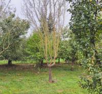 Garden in Göncruszka with fruit trees, suitable for living in nature.