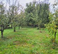 Fruit trees on a residential plot in Göncruszka.