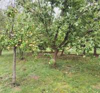 Greenery in Göncruszka, residential plots with fruit trees and lawn.
