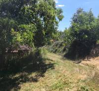 Greenery and trees on commercial properties in the village of Čaradice.