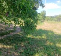 Grassy path between trees in Čaradice, designated for commercial plots.