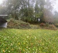 In the garden of a family house on Divínska Street in Divín, there are trees and dense greenery.