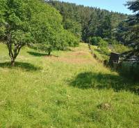 Green meadow and trees on recreational land in Žilina with a forest in the background.