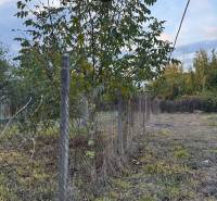 A fence and a tree in the garden of a family house in the center of the village Veľké Lovce.