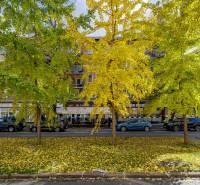 Autumn trees on Košická Street in Bratislava - Ružinov decorate 2-room apartments.