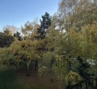 A garden view from a 2-room apartment on Hviezdoslavova Street in Senica, with tall trees.