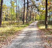 A forest path surrounded by trees near the cottage at Gazárka in Šaštín-Stráže.
