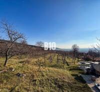 Fruit trees and a vineyard in the gardens of the city of Nitra on a clear day.