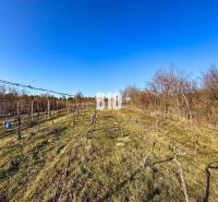 Vineyards in Záhrady in Nitra with a clear blue sky, rows of grapevines.