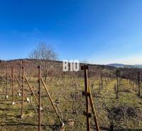 Vineyard in the gardens of Nitra with a view of the surrounding landscape and blue sky.