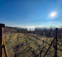 Vineyards in the gardens of Nitra under a clear sunny sky and hilly background.