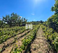 Vineyards in Nitra with a clear blue sky and green vines.