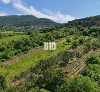Vineyards in Nitra surrounded by nature with a view of green fields and hills.