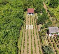 Vineyards in Nitra with two houses surrounded by lush greenery and regular rows of vines.