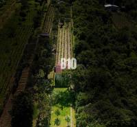 Vineyards near Nitra surrounded by greenery with a small building on the property.