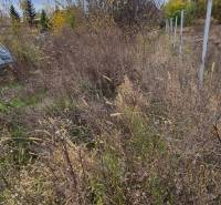 A plot of land in Tvrdošovce suitable for living with natural vegetation and trees.