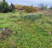 Overgrown residential plot in Tvrdošovce with dense vegetation and surrounding trees.
