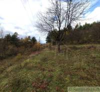 Autumn in the natural garden in Hlboké nad Váhom, with diverse trees and grass.