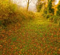 Autumn nature path with leaves in Banská Štiavnica on land designated for housing.