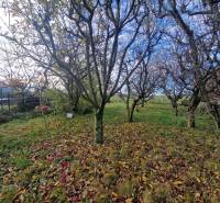 A garden with fruit trees at a family house in Bojná, covered with fallen leaves.