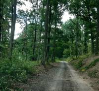 Forest road in Recreational Grounds on Horné Jabloňovce Street in Jabloňovce, surrounded by trees.