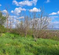 Greenery and trees in the area of Residential Land in Dolné Žemberovce, Žemberovce.