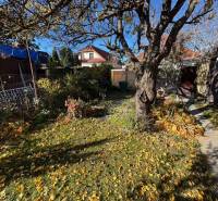 Autumn in the garden on Stredná Street in Bratislava - Ružinov, a tree and fallen leaves.