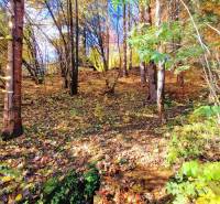Autumn forest view around the Cottage in Bystrá at Tále.