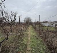 The garden of a family house in Strekov with vines and a lawn under a cloudy sky.