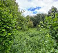 Greenery and blue skies on residential plots in Dedina Mládeže.