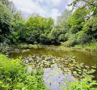 A lake with water lilies surrounded by greenery, ideal for plots - living in Dedina Mládeže.
