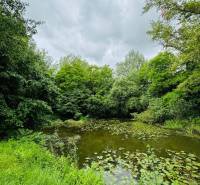 A lake surrounded by greenery on the property - living in Dedina Mládeže.