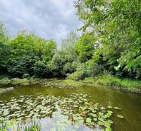 A pond surrounded by dense trees in the Village of Youth offers opportunities for plots - housing.