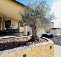A family house with a terrace and a tree in a stone flower bed in sunny weather.