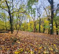 Autumn forest in Bratislava - Staré Mesto with colorful leaves on the ground and a tourist sign.
