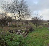 The courtyard of a family house in Lúčnica nad Žitavou with fruit trees and unmaintained vegetation.