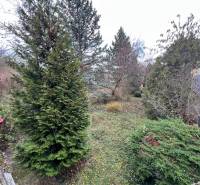 The garden at the cottage on Pod Srdcom Street in Bratislava - Devínska Nová Ves with coniferous trees.