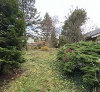 A garden with dense vegetation, coniferous trees near a cottage in Bratislava - Devínska Nová Ves, Pod Srdcom.