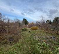 Overgrown garden near a cottage in Bratislava - Devínska Nová Ves on Pod Srdcom Street.
