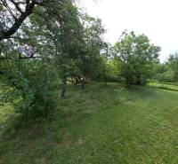 Greenery and trees on a residential plot in Dlhé Pole.