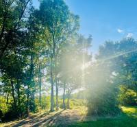 Sunny forest in Kučišdorská Valley, Pezinok, near the cottage, surrounded by trees and dense greenery.