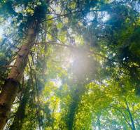 Sun rays pierce through the dense green forest in Kučišdorská Valley in Pezinok.