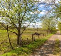 Natural nooks and a path in the Gardens near Marcelová with spring greenery and a fence.