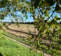 A field behind the trees in Jablonec, near a family house, with a clear blue horizon.